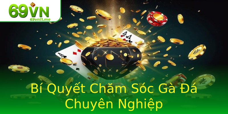 Bí Quyết Chăm Sóc Gà Đá Chuyên Nghiệp Bí Quyết Chăm Sóc Gà Đá Chuyên Nghiệp