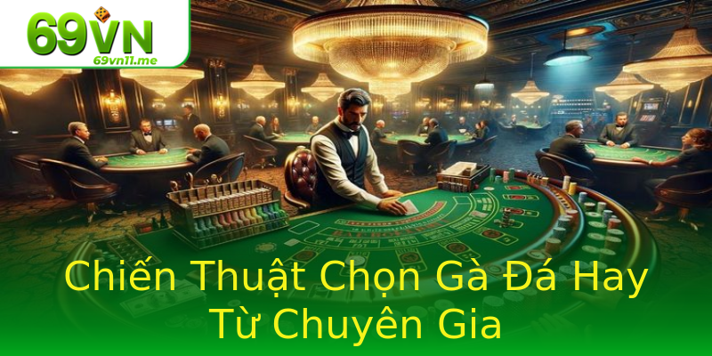 Chiến Thuật Chọn Gà Đá Hay Từ Chuyên Gia Chiến Thuật Chọn Gà Đá Hay Từ Chuyên Gia